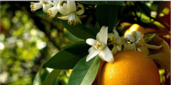 بهار نارنج