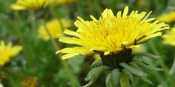 Taraxacum