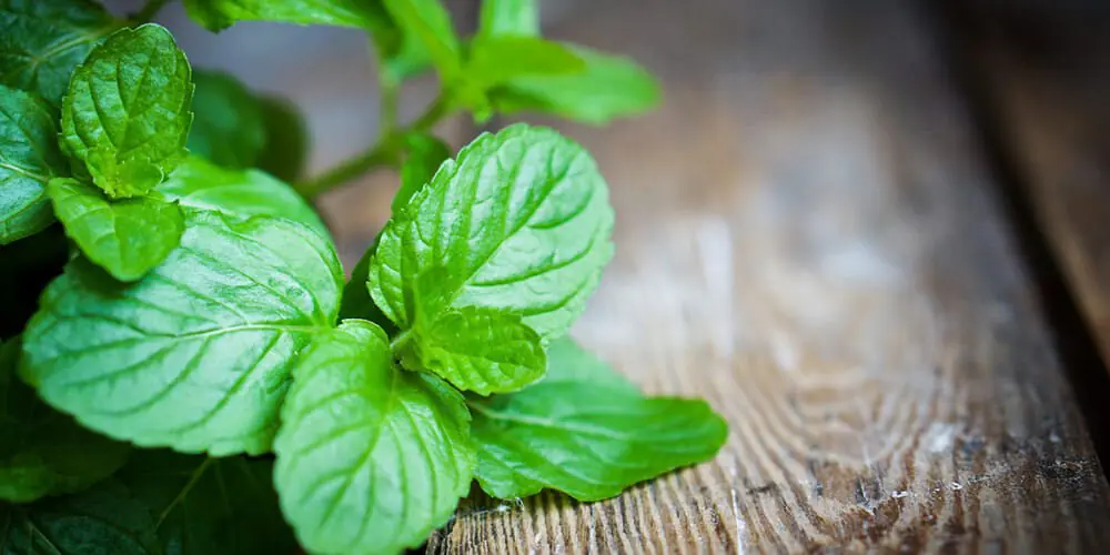 دمنوش نعناع فلفلی دمنوش نعناع فلفلی