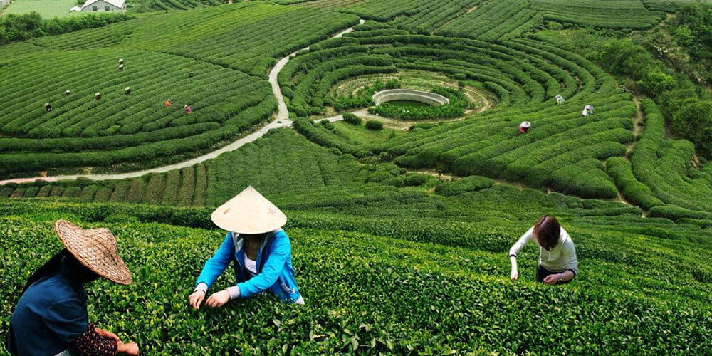 تولید چای تولید چای